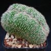 Echinopsis_forma_cristata_1